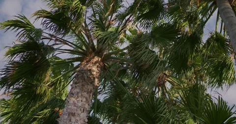 Palm Trees Sway Gently in Sunny Weather Stock Footage 323517703