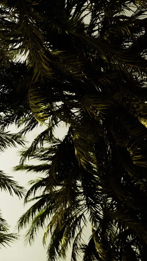 Palm trees sway gently under a warm golden sky at dusk in a tropical paradise Vídeo Stock 334241684