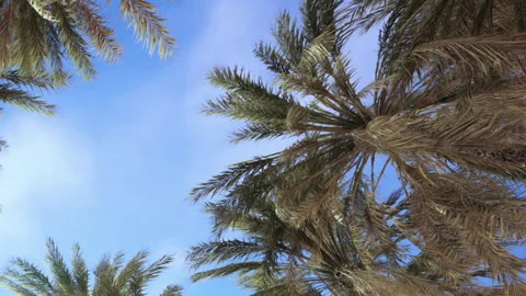 Palm Trees Sway Gently Under a Bright Blue Sky in a Sunny Tropical Paradise Vídeo Stock 344824089