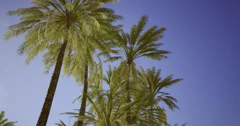 Palm trees sway gently under a clear blue sky during sunny daylight hours 스톡 일러스트
