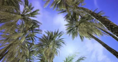Palm trees sway gently under a bright blue sky in a tropical paradise Stockillustratie