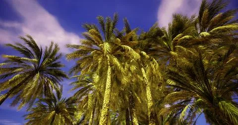Palm trees sway gently under bright blue sky with fluffy clouds Stock Illustration
