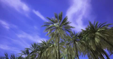 Palm trees sway gently under a bright blue sky during a sunny day Stock Illustration