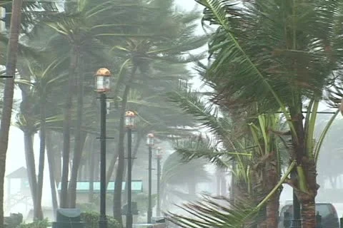 Palm trees sway in high winds during a hurricane Video stock 12574750