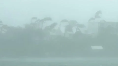 Palm trees sway in a hurricane Stock Footage 12568924