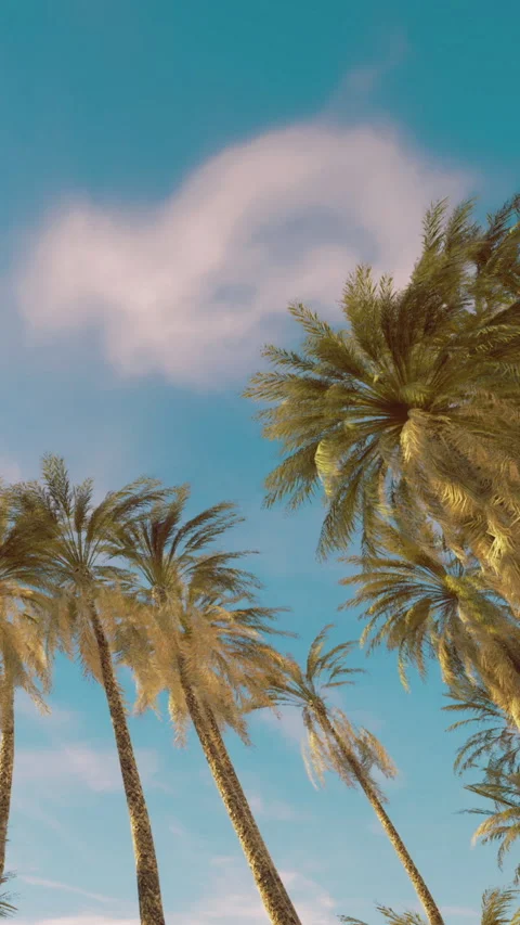 Palm trees sway under blue sky with clouds in the background during daytime Stock Footage 331368680