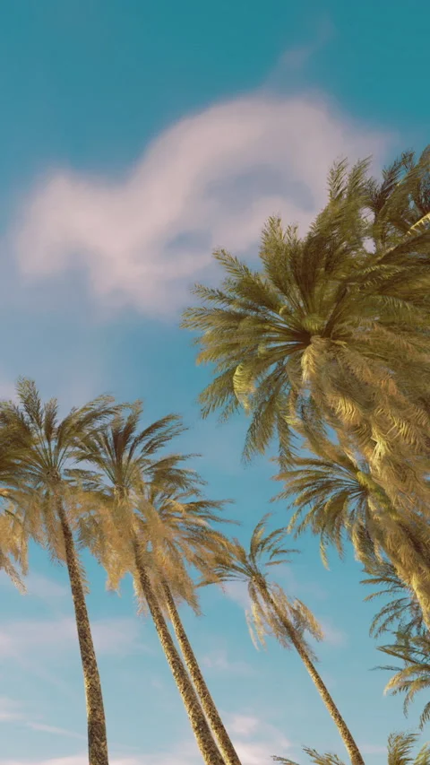 Palm trees sway under blue sky with clouds in the background during daytime Stock Footage 332208329