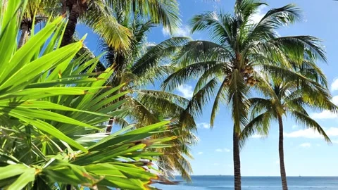Palm trees sway under a bright blue sky by the ocean. Stock Footage 314678545