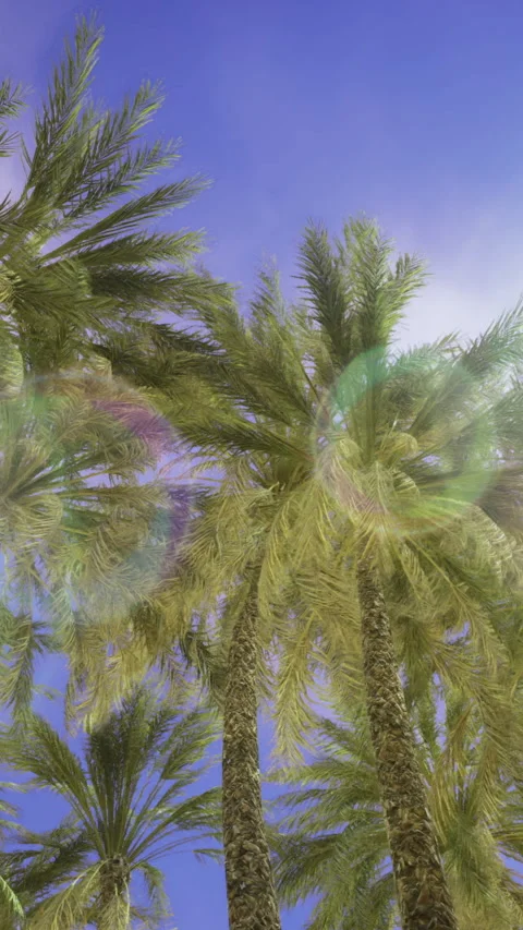 Palm trees sway under a bright sun during midday in a tropical paradise Stock Footage 326151263