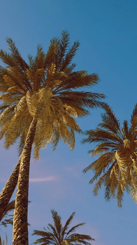 Palm trees sway under bright blue sky in tropical paradise Stock Footage 327379236