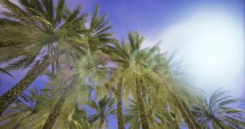 Palm trees sway under a bright sun during midday in a tropical paradise Vídeo Stock 327792708