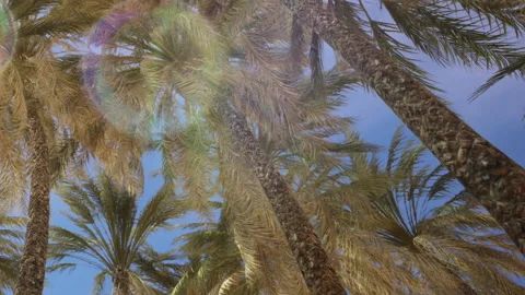 Palm trees sway under a bright blue sky during midday sun Stock Footage 342043174