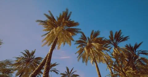 Palm trees sway under bright blue sky in tropical paradise Stock Illustration