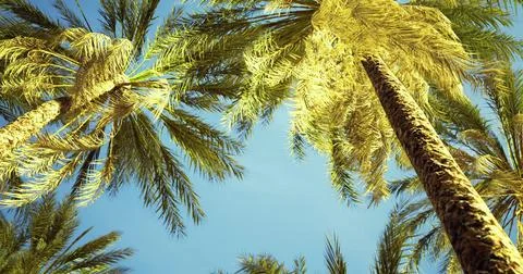 Palm trees sway under bright blue sky in tropical paradise イラスト素材