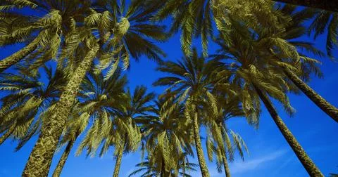 Palm trees sway under bright blue sky in sunny tropical paradise Stock-Illustration