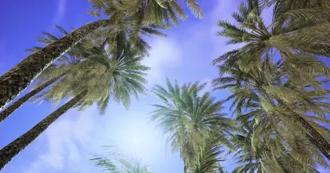 Palm trees sway under a bright sky in a serene tropical location Stock Illustration