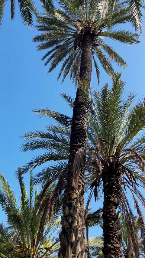 Palm Trees Sway Under the Clear Blue Sky in a Sunlit Garden, Showcasing Nature's Stock Footage 314384779