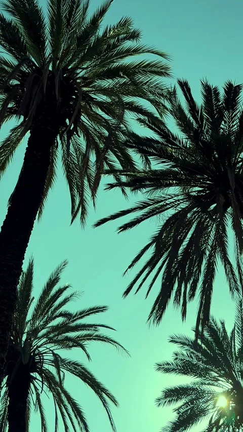 Palm Trees Sway Under a Clear Sky at Sunset in a Peaceful Setting Stock Footage 314493977