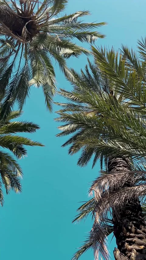 Palm Trees Sway Under Clear Blue Sky in a Sunny Afternoon Stock Footage 314499453