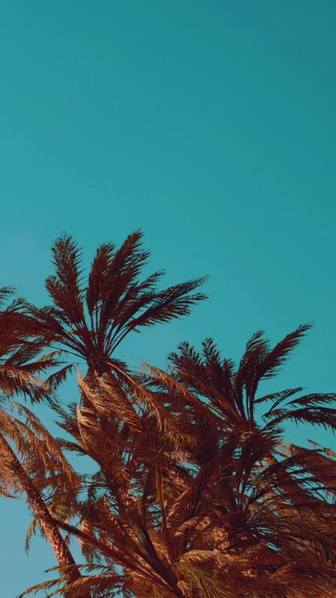 Palm trees sway under a clear blue sky in a tropical setting Stock Footage 347257935