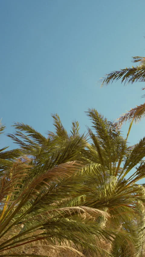 Palm trees sway under a clear sky in a sunny outdoor location Stock Footage 348103533