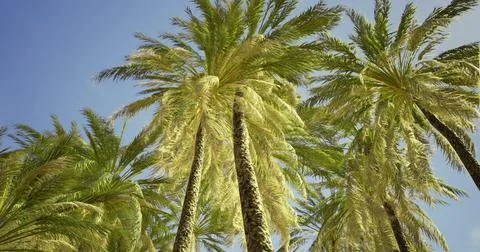 Palm trees sway under the clear blue sky on a sunny day in a tropical paradis Stockillustratie