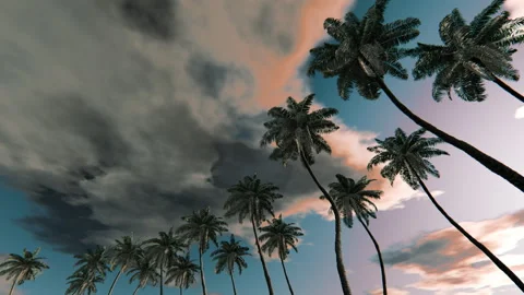 Palm trees sway under dramatic clouds in a seamless loop at dusk Stock Footage 335021867