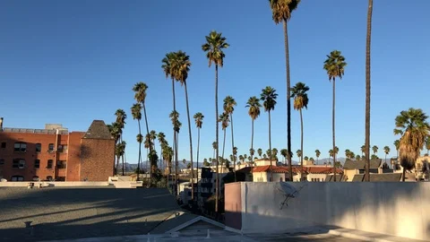 Palm trees sway in the wind against a blue sky sunny on a rooftop near Hollywood Stock Footage 121824708