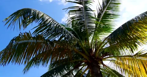 Palm trees sway in the wind against the sky on a sunny day Stock Footage 250057431