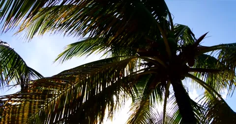 Palm trees sway in the wind against the sky on a sunny day Stock Footage 250057938