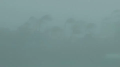 Palm trees sway in the wind of an approaching hurricane Stock Footage 12570446