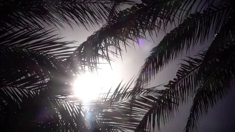 Palm trees sway from the wind on the beach. Close up. Slow motion Video stock 82963308