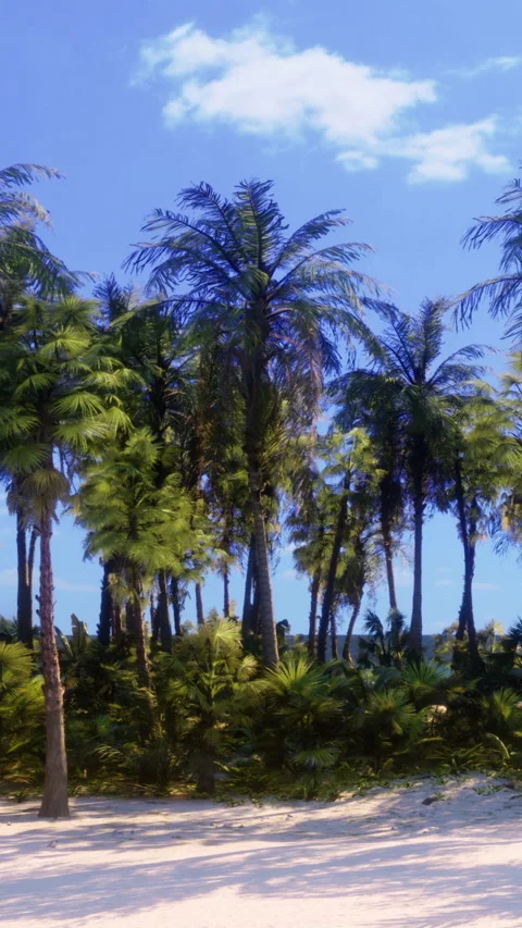 Palm trees sway in the wind by the beach under a bright blue sky Stock Footage 341270347