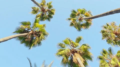 Palm trees sway in wind, bottom view Stock-Footage 163898406
