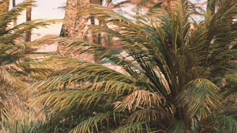 Palm trees sway in the wind at a desert oasis in the afternoon sun Stock Footage 344382757