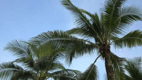 Palm trees sway in the wind. Stock-Footage 121000054