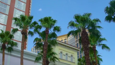Palm Trees Sway in the Wind, Poolside at Treasure Island Hotel Las Vegas, HD Stock Footage 86875477