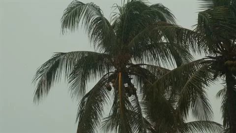 Palm trees sway in the wind as rain pours down in the tropical monsoon. Stock Footage 245943534