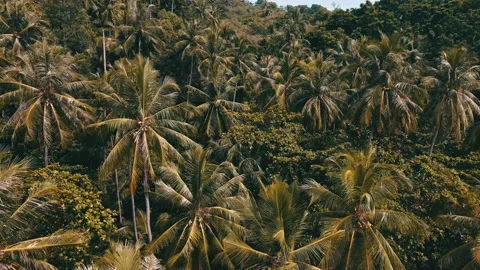 Palm trees sway in the wind on a remote Thai beach Stock Footage 166388282