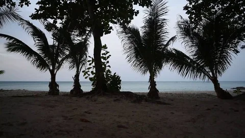 Palm trees sway in the wind on the seashore. Stock Footage 122668638