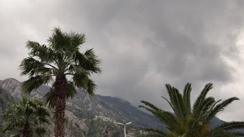 Palm Trees Swaying Beneath Storm Clouds in Coastal Mountain Landscape Vídeos de archivo 335875903