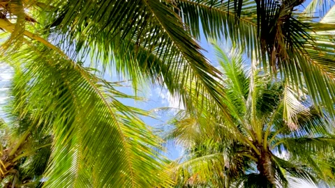 Palm trees swaying in the breeze Video stock 237173486