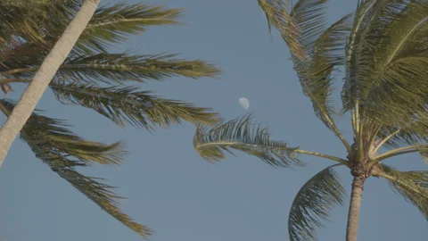 Palm Trees Swaying in a Breeze Stock Footage 274820771