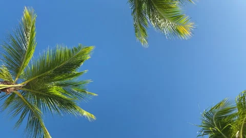 Palm trees swaying in the breeze Stock Footage 281657262
