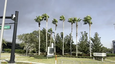 Palm Trees Swaying In Breeze Video stock 330274311