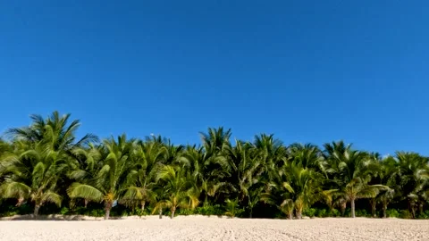 Palm trees swaying in the breeze on a sandy beach Stockbeeldmateriaal 237173517