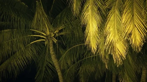 Palm Trees Swaying in Evening Breeze in the Maldives Stock Footage 77808532