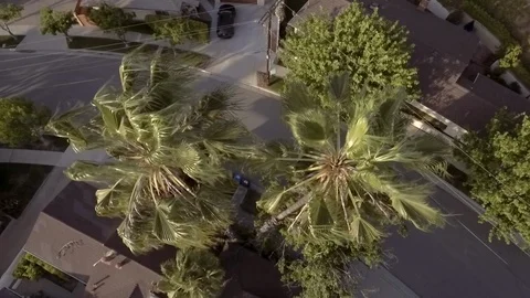 Palm Trees Swaying Stock Footage 112581976