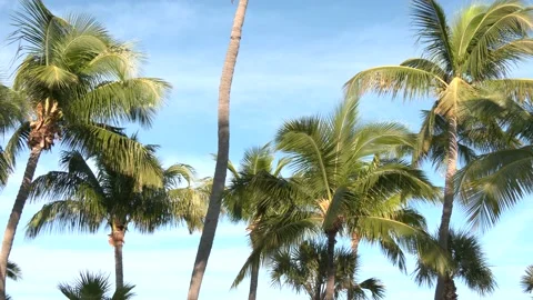 Palm trees swaying Stock Footage 143017794