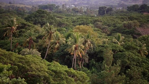 Palm trees swaying Stock Footage 153250027